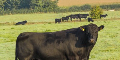 Aberdeen Angus Cattle